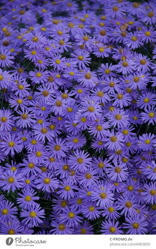 Sea of Asters blossoms sea of blossoms Garden Korbbütler Plant flowers Nature Yellow purple Autumn
