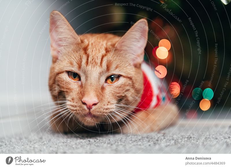 Cute ginger cat in xmas jumper christmas holiday kitten new year ugly sweater seasonal december santa happy merry red accessory relax sits sofa pet manx