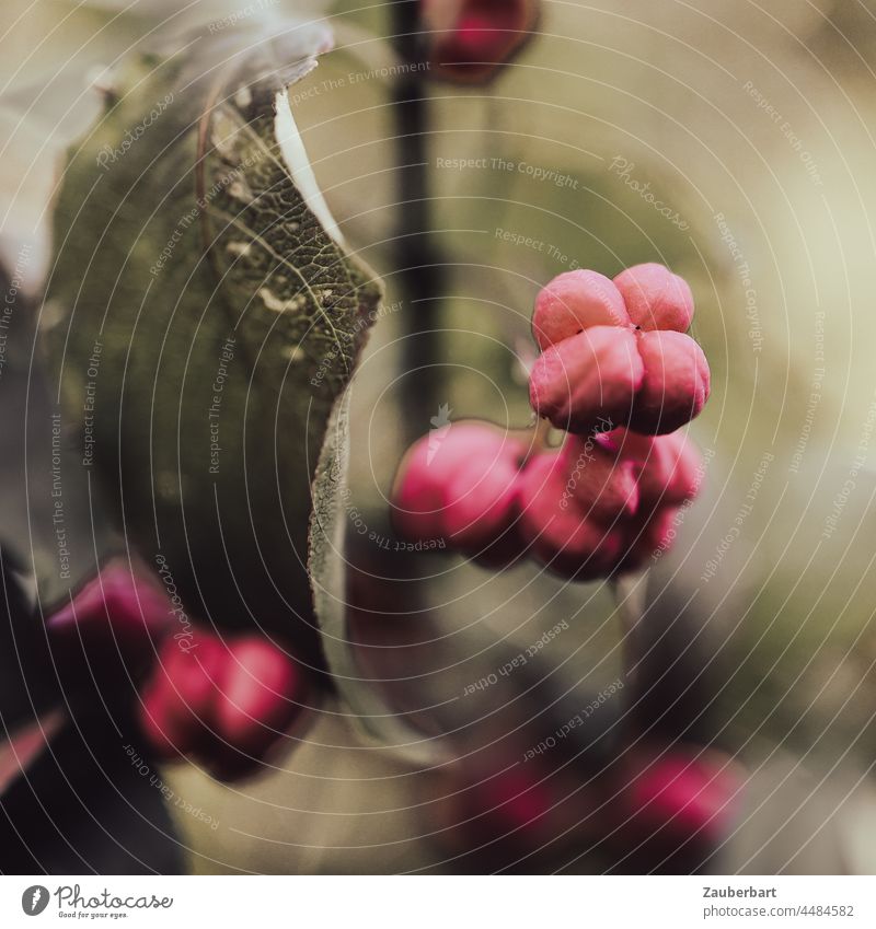 Red berries of the peony on the bush with leaf Berries shrub Leaf Autumn Autumnal Plant Nature Berry bushes Fruit Shallow depth of field Close-up Wild plant