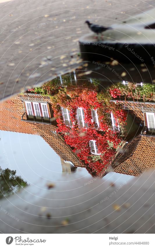 Autumn in the puddle - house overgrown with autumn wild vine reflected in a puddle reflection Puddle House (Residential Structure) Building Vine