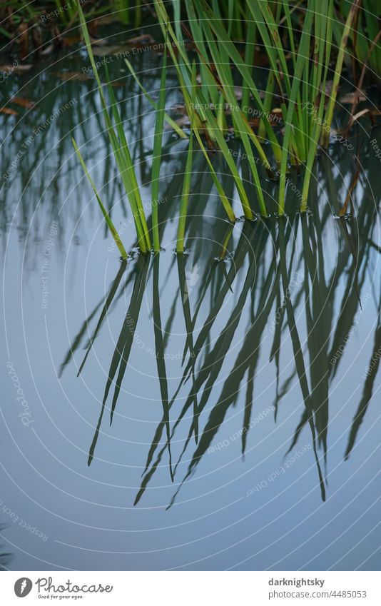 Water plants in a pond or lake in peace and quiet with high factor of recreation. colourful Lakeside Close-up Grass Nature Common Reed Colour photo