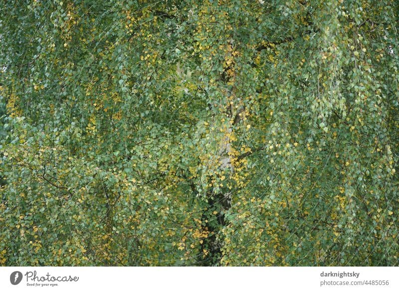 Bark of a birch tree peeling off - a Royalty Free Stock Photo from Photocase