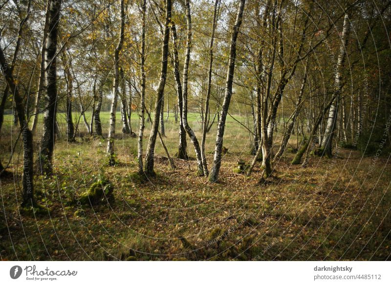 Group of birch trees forming a sparse grove, adjoined by a wide plain in the form of a green meadow Forestry Autumn Environment Tree Plant Central perspective