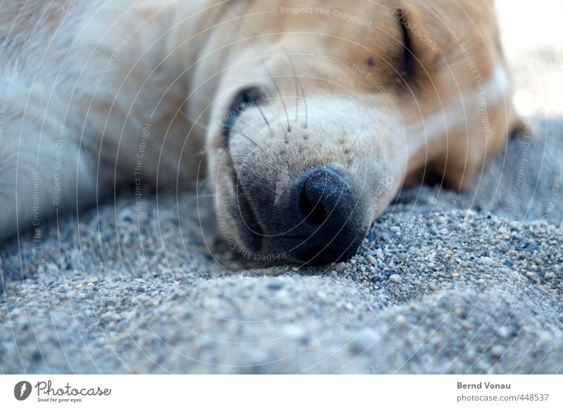 Greek beach dog Animal Dog Animal face dog's nose Relaxation Sleep Lie Brown Beach Gravel beach Pebble Gray White stray Restful Sun Summer Vacation & Travel