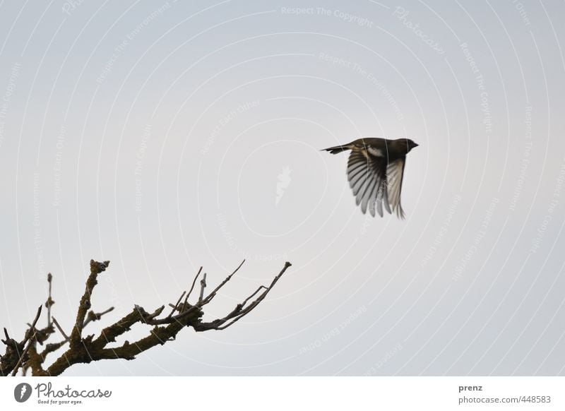 aviator Environment Nature Animal Beautiful weather Wild animal Bird 1 Blue Gray Floating Flying Twig Finch Colour photo Exterior shot Deserted Copy Space top