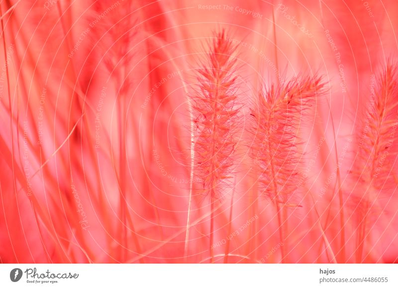 Infrared photo of grass plants infrared ir foto false colors full spectrum infrared herbs copy space text free blurred background hidden mystic