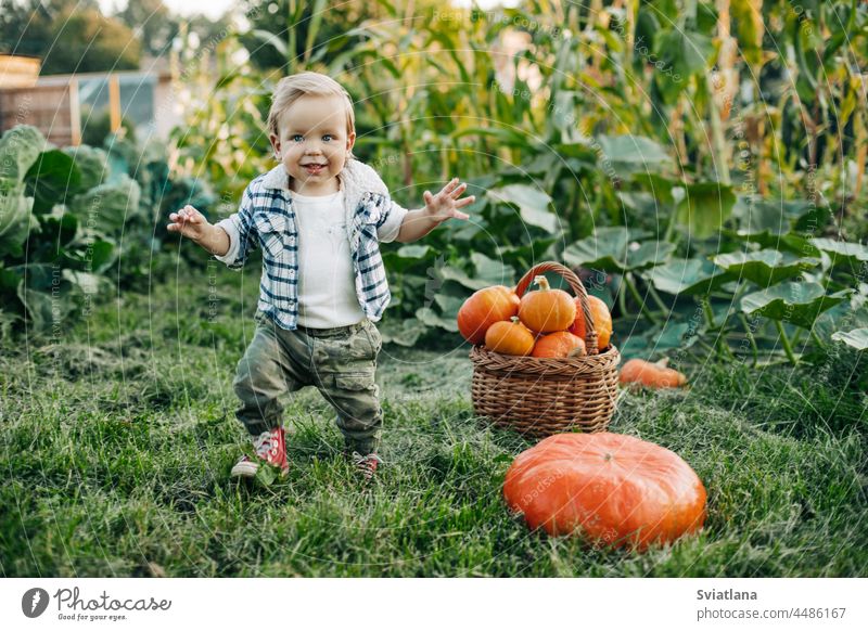 A cheerful kid in a plaid shirt runs through the vegetable garden, arms outstretched, there is a basket of pumpkins next to him. Preparation for the holiday, harvest, Halloween