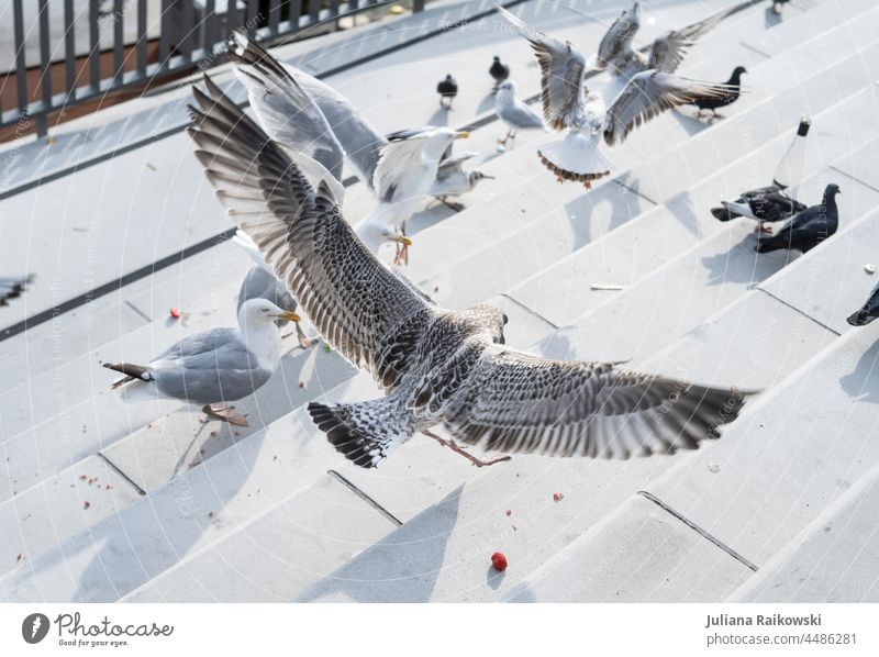 Landing seagull with wide spread wings Seagull Bird Ocean Flying Freedom Feather Animal Grand piano Nature coast Baltic Sea Vacation & Travel North Sea Summer