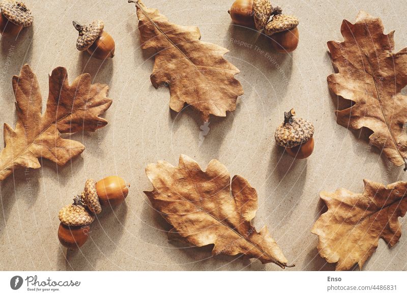 Autumn nature flat lay with brown oak leaves and acorns autumn background craft paper shadow pattern fall leaf design season color plant abstract foliage