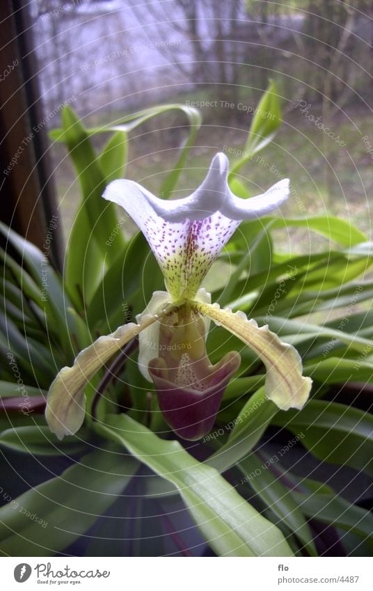 orchid Orchid Blossom Flower Green Nature