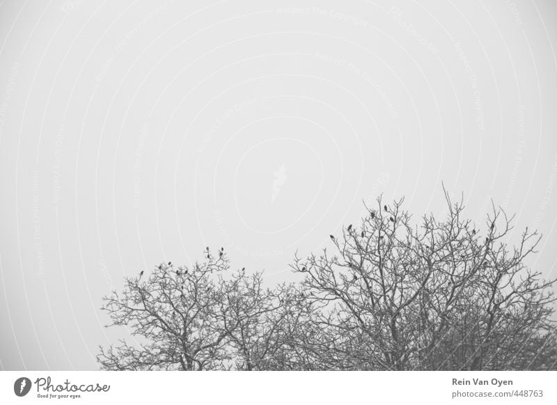 Winter trees with birds Winter mood Snow Tree Treetops winter landscape Winter sky Cold snowy branch snowy trees Flock of birds birds sitting Snowscape Nature