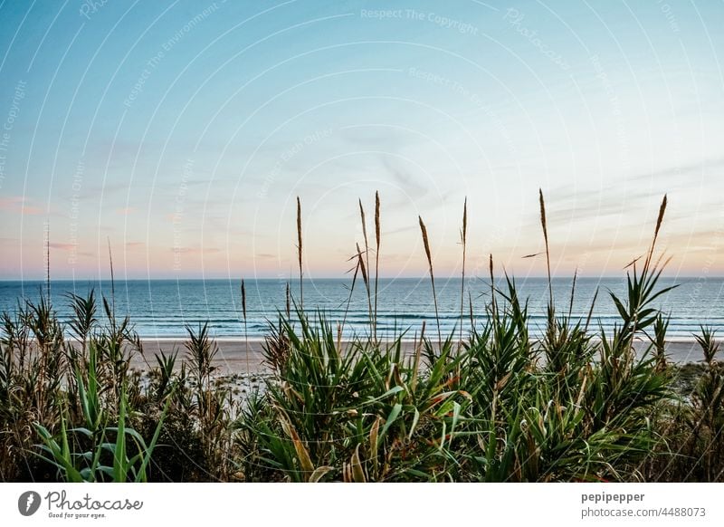 Beach dune in the sunset duene Marram grass dunes dune landscape dune path dune protection Beach life Vacation & Travel coast Landscape Nature Sky Relaxation