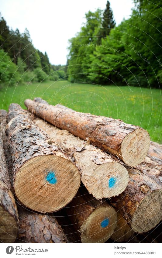 Coniferous wood, timber Roundwood, on a polder in a clearing in the forest coniferous Timber round wood Polder Stack stacked Forest Clearing Stored Forestry