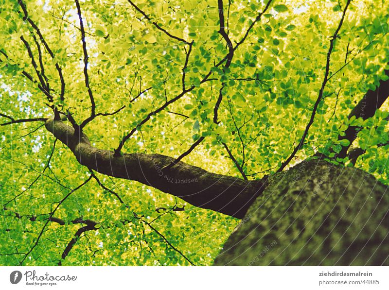 ant's eye Tree Green Forest Worm's-eye view Wood Branch saturation