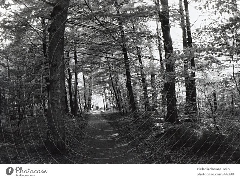 walk in the woods Forest Avenue Tree Black White Gray scale value Nature Black & white photo Lanes & trails