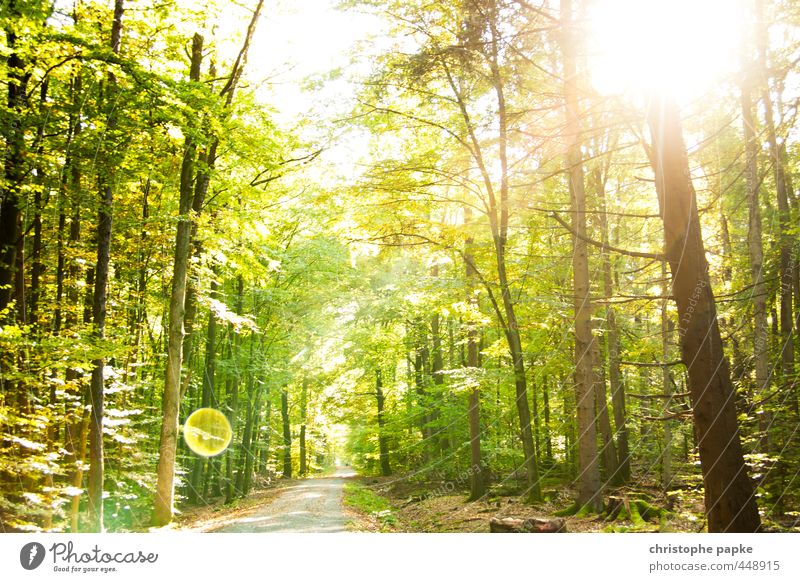 fairytale forest Plant Sun Sunlight Summer Beautiful weather Tree Forest Bright Growth Lanes & trails Photosynthesis Colour photo Exterior shot Deserted Day
