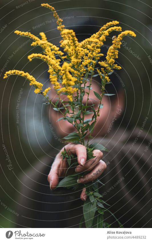 holding canada goldenrod plant meadow wild plant weeds nature hand hand with tattoos Long nails in hand plants and flowers portrait Focus on the foreground