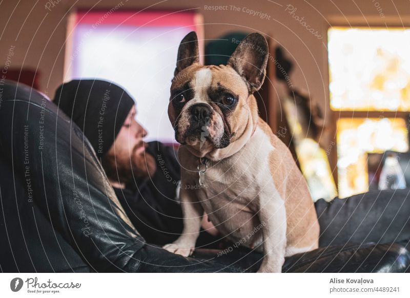 lazy saturday french bulldog frenchie Dog Animal Mammal Owner in the background Pet cute Colour photo Animal portrait young Looking Observe