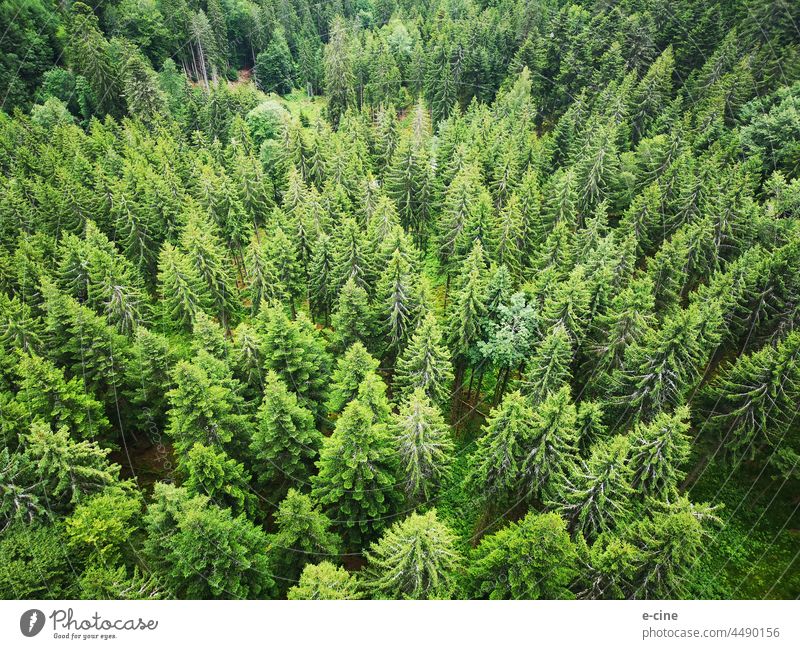Black Forest Firs and Spruces from the Bird's Eye View Bird's-eye view from on high Fir tree Fir branch fir tree firs trees Nature Bad Wildbad Green Tree