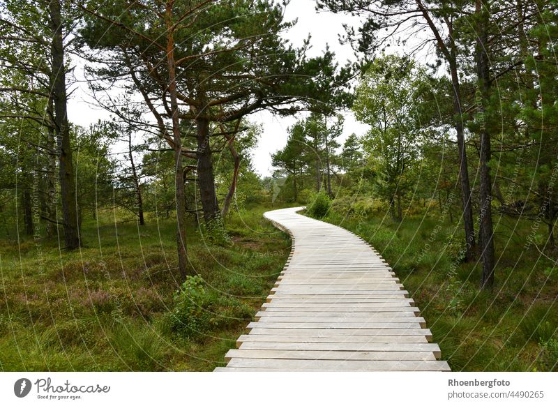 Boardwalk in the Black Moor in the Bavarian Rhön Mountains Bog black Hesse Thuringia tri-country corner biosphere reserve Trip vacation Tourist Attraction pines