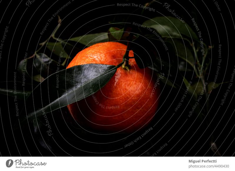 Close-up of a tangerine with a black background. leaves orange green fruit citrus food isolated healthy dark natural mandarin season ripe vitamin tropical