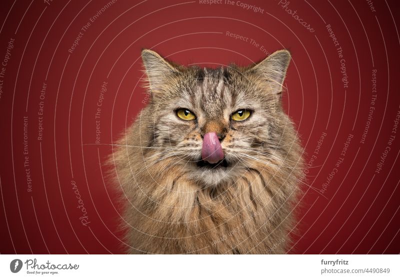 Angry tabby cat Stock Photos, Royalty Free Angry tabby cat Images