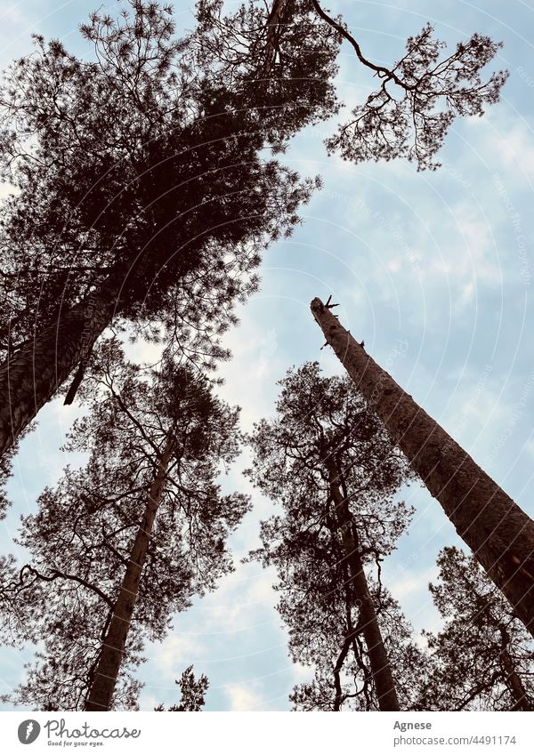 Sky Trough Trees Sky blue Forest Wood broken trees Pine pines
