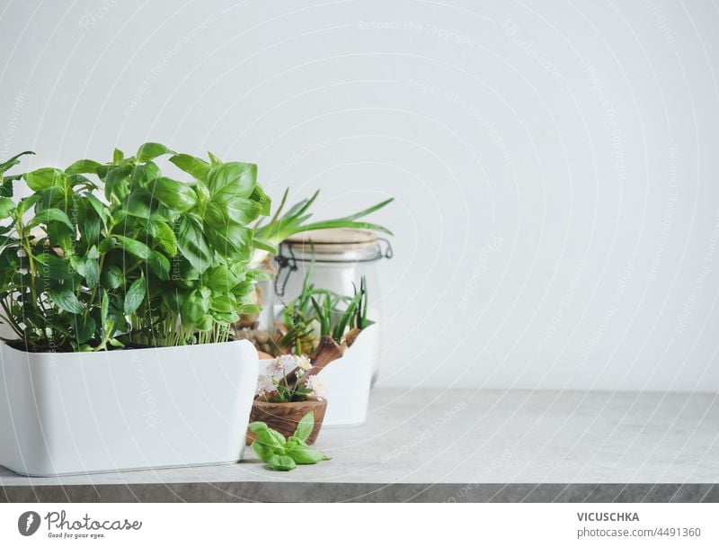 Kitchen herbs in white pot on table and mortal and pestle at white wall background. Fresh green basil plant. Front view with copy space. kitchen herbs fresh