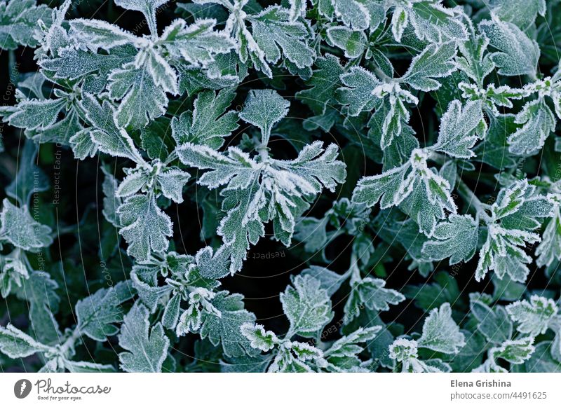 Frozen branches of chrysanthemum. Green leaves covered with morning frost. Top view. Closeup. green garden hoarfrost leaf beautiful season autumn cold winter