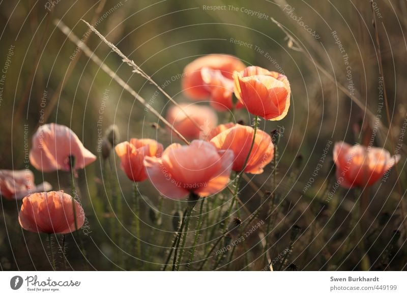 to clap against the wall Environment Nature Plant Air Summer Autumn Beautiful weather Flower Grass Bushes Leaf Blossom Wild plant Poppy Garden Park Meadow Field