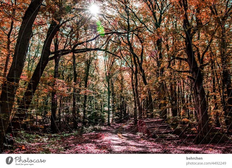 the beginning of the end | of summer Autumnal landscape Autumnal weather leaves Automn wood Sun Idyll autumn walk Autumnal colours autumn mood Seasons