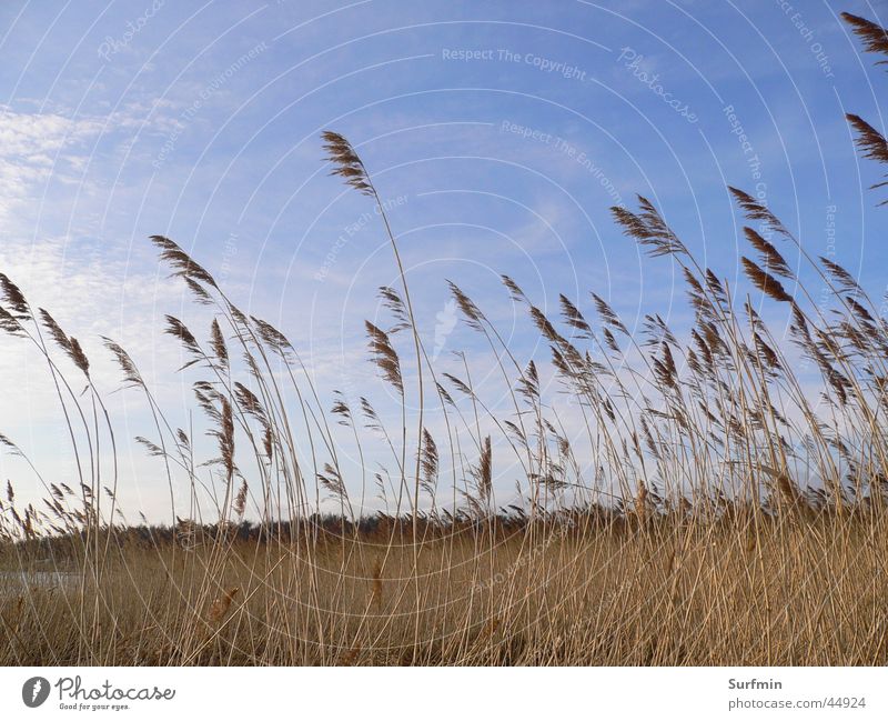 reed belt Common Reed Boddenlandscape NP Landscape Mecklenburg-Western Pomerania Sky