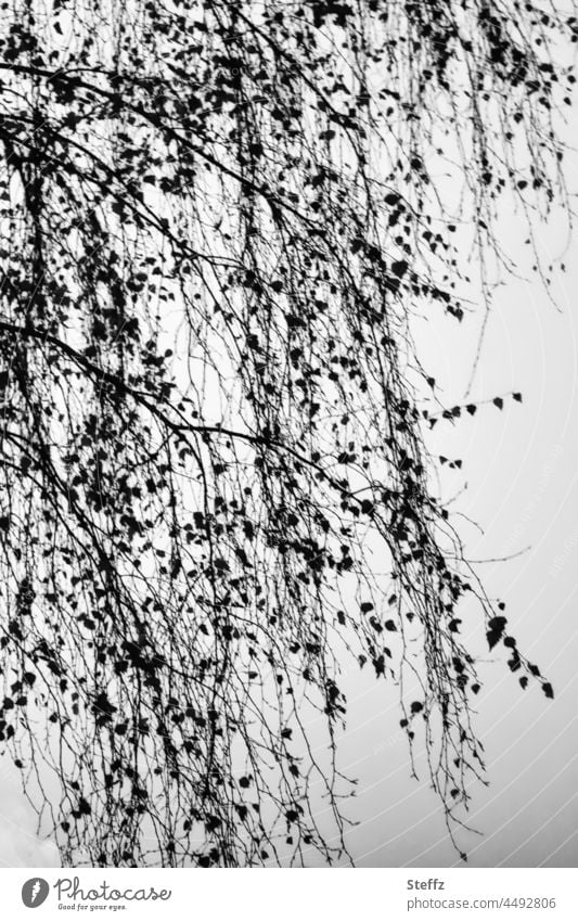 November gray| of a birch tree | black lace dress © birch twigs November blues november melancholy sad Gloomy November Vibes November mood November picture