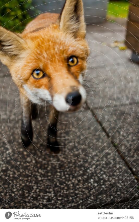 Curious fox Fox Garden Autumn Curiosity Fur-bearing animal portrait Red fox Animal animalportrail Rabies rabies vulpes vulpes Wild animal eye contact Eyes Nose