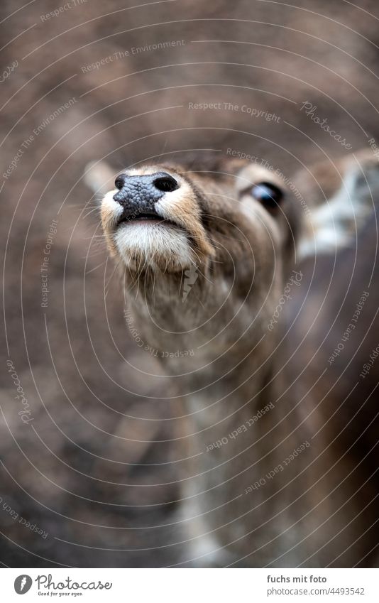 A deer in the forest sniffs Roe deer Nose Wild Animal Forest Hunting Meadow Mammal Nature Wild animal Environment Animal portrait Watchfulness Fallow deer