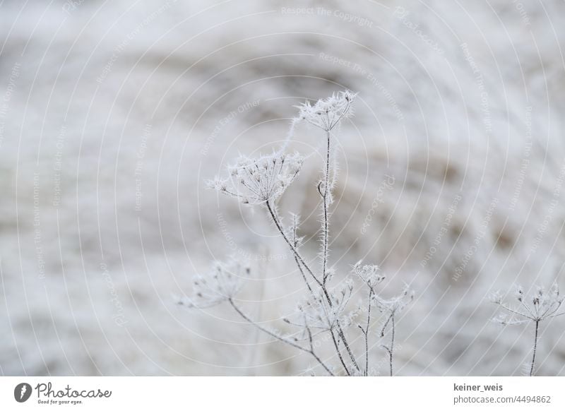 winter flowers Nature - a Royalty Free Stock Photo from Photocase