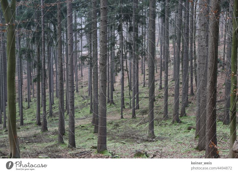 Monoculture of firs in coniferous forest Coniferous forest Forest Deserted tree trunks Exterior shot Tree Nature Forestry Landscape Colour photo Wood Plant