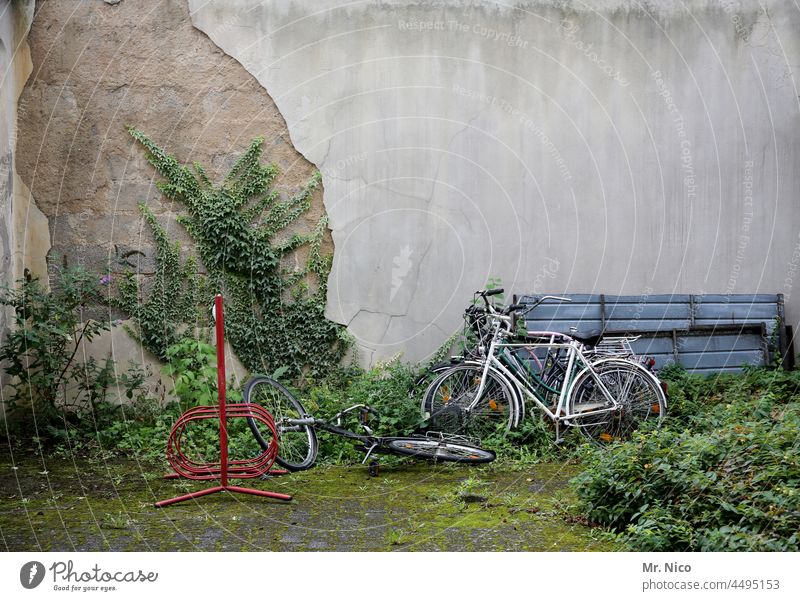 Still life Backyard Bicycle Courtyard Bicycle rack Wall (barrier) Plaster Ivy Weed Wheel Wall (building) idyllic backyard Garden Wild plant Building Facade