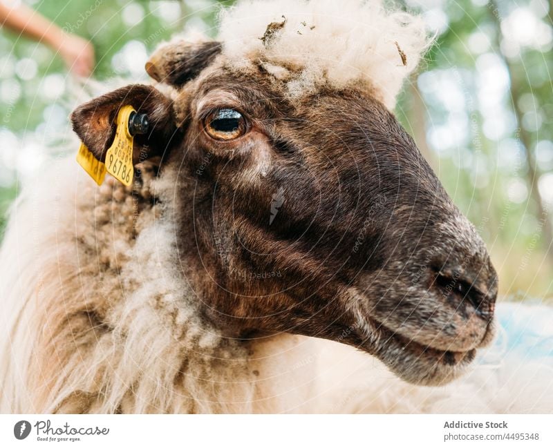 Attentive sheep with ear tag looking away in nature animal mammal herbivore countryside livestock muzzle wool calm fauna peaceful farm zoology farmland ewe