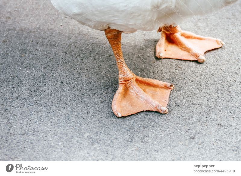 „Gänsefüßchen“ zwei orangefarbene Füße einer Gans Fuß Orange Vogel Tier tier Voegel tiere vogel animal Natur stehen stehend Fußgänger Gehen Lebewesen animals