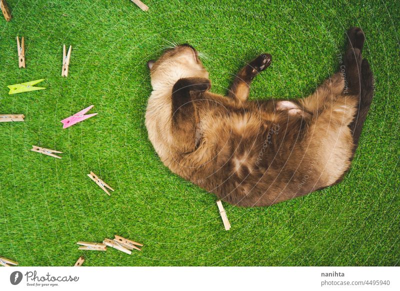 Siamese cat enjoying the day on the backyard grass home free siamese pet adorable love family life lifestyle fun funny relax relaxing leisure cat life courtyard