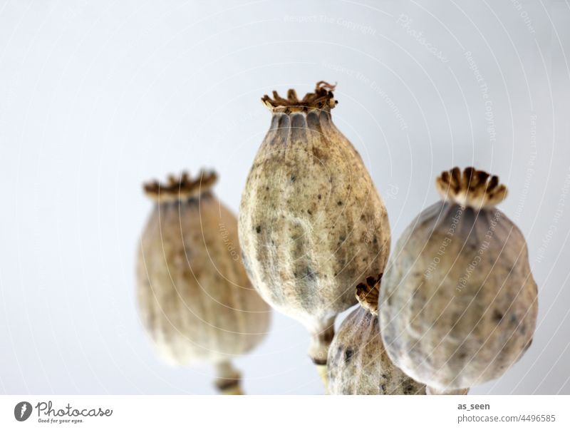 poppy seed capsules Poppy Poppy capsule Dry Plant Nature Colour photo Shallow depth of field naturally Dried flower blurriness pretty Interior shot Transience