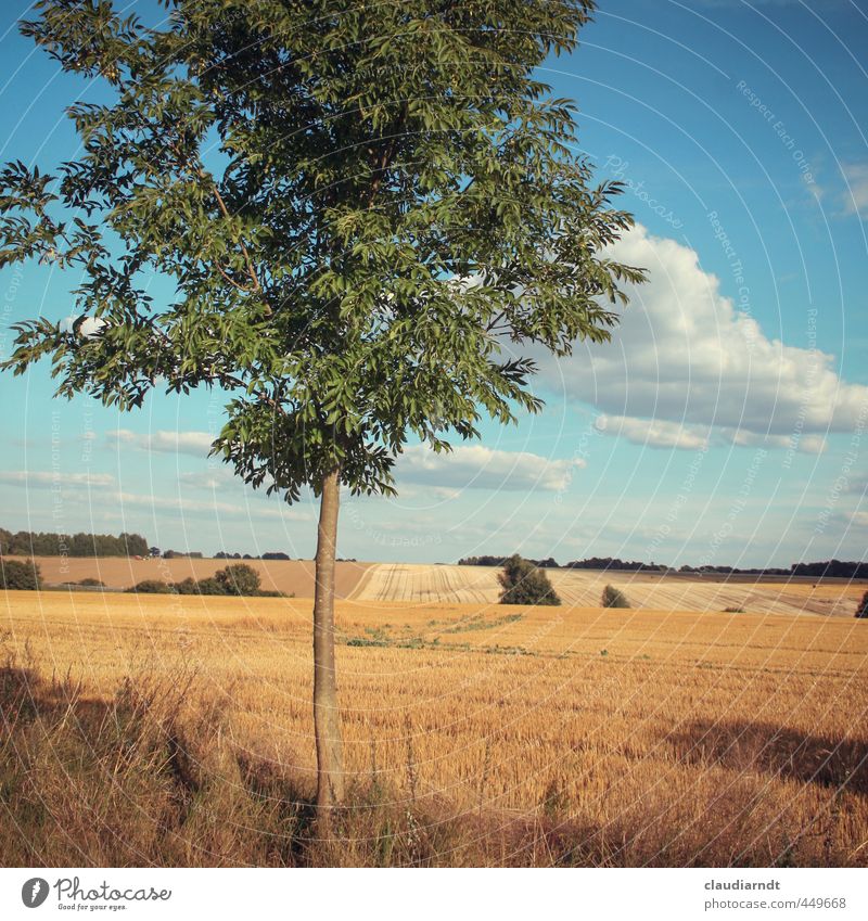 Altmark Environment Nature Landscape Plant Sky Clouds Horizon Summer Beautiful weather Tree Agricultural crop Ash-tree Field Germany Warmth Blue Gold