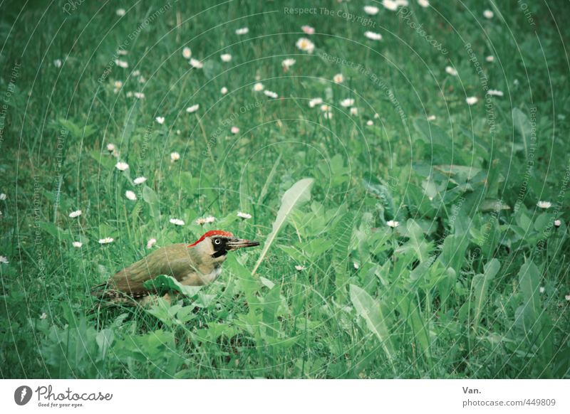 Woody Woodpecker Nature Animal Summer Plant Flower Grass Meadow Wild animal Bird Green woodpecker 1 Red Colour photo Subdued colour Exterior shot Deserted Day