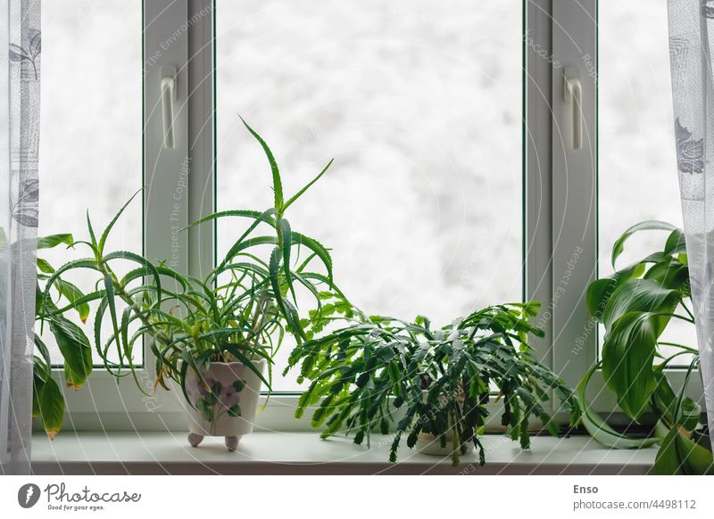 Houseplants growing on windowsill in winter season against trees in snow behind the window home plants potted care home grown hobby houseplant American aloe