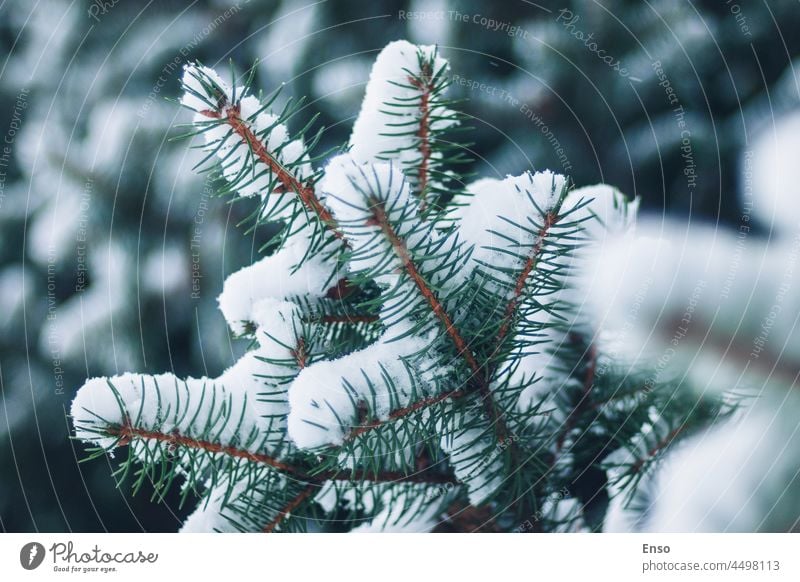 spruce branches in snow closeup, winter forest background snowy parkland wood christmas tree snow fir tree conifer coniferous snowy weather twigs beautiful