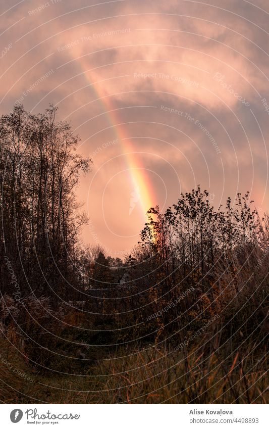 rainbow evening dark Landscape Rainbow outdoors Nature rainy evening wet Clouds sunset bushes Trees Weather Evening Sunset Twilight trees Environment Sunlight