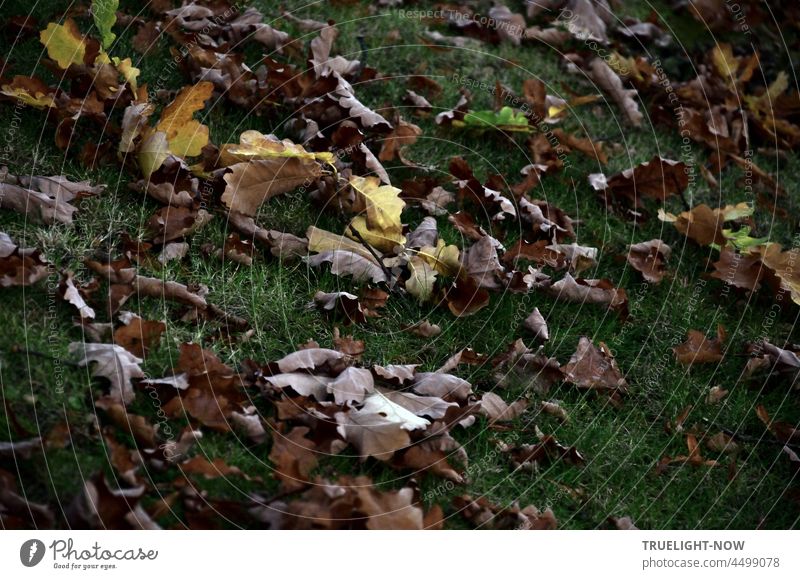 Autumn melancholy / The tree caresses the earth / Leaves poetry... Autumn leaves Dry Brown Yellow fallen down Meadow Decline Compost pass away circulation