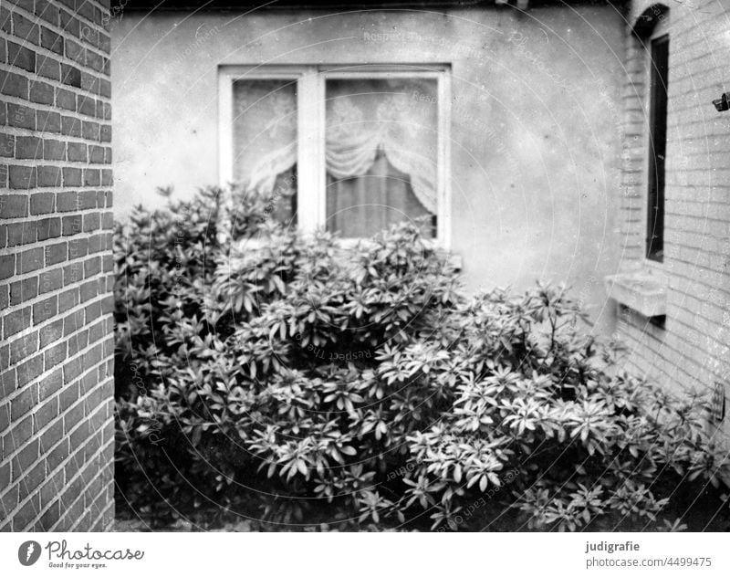 Bush in front of window with gathered curtains Window Curtain Drape bush shrubby Plant Wall (building) brick brick wall clinker facade
