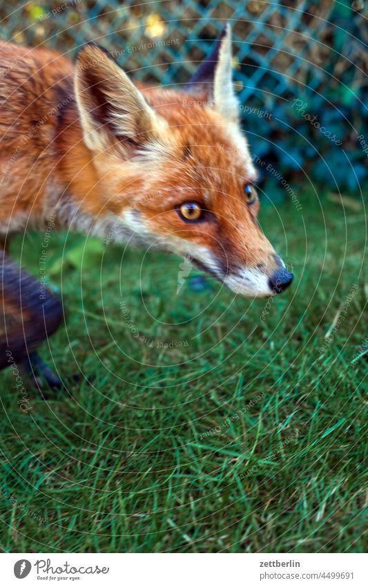 Vulpes vulpes Fox Garden Autumn Curiosity Fur-bearing animal portrait Red fox Animal Rabies rabies vulpes vulpes Wild animal eyes inquisitorial attention